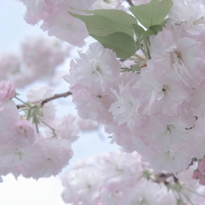 兽设森林场景设计兽圈社群